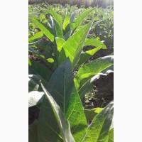 Табак Литл Датч сухой лист без центральной жилки