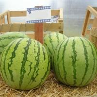 Продамо кавуни з поля, сорт РЕГУС