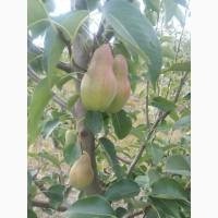 Продам грушу Болгарська красуня