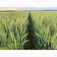 Насіння пшениці ярої МІП Візерунок, перша репродукція