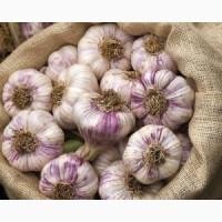 Куплю чеснок