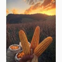 Продам кукурудзу, 100 т., Чернігівська обл., с.Перелюб