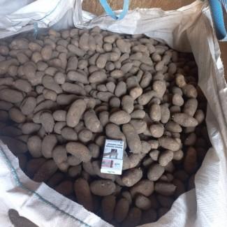 Продам насінневу картоплю Гранада