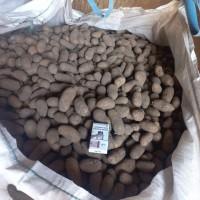 Продам насінневу картоплю Гранада