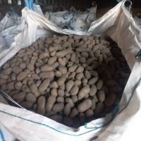 Продам насінневу картоплю Гранада