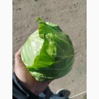 Продам молоду капусту