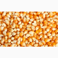 3000 тон кукуруза