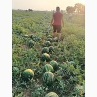 Румунські дині на продаж