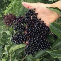 Куплю бузину чорну