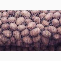 Купимо картоплю для роздрібної торгівлі / Картошка товарная от 10 т