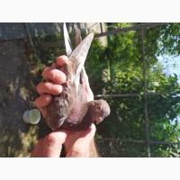 Продам короткодзьобі Турмани