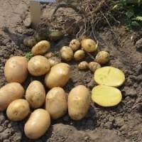 Посадкова картопля Саншайн Харківська область купити з доставкою, роздріб від 10 кг