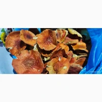 Мухомор 26 року