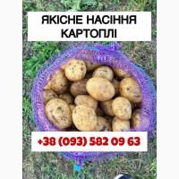 Реалізуємо НАСІННЯ картоплі різних сортів: 1, 2, 3 репродукція. Роздріб від 20 кг