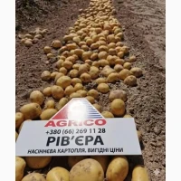 Реалізуємо НАСІННЯ картоплі різних сортів: 1, 2, 3 репродукція. Роздріб від 20 кг
