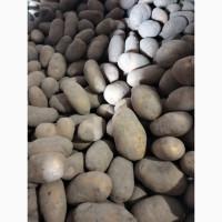 Куплю Картоплю Дорого. Закуповуємо картоплю від населення