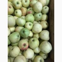 ПРОДАМО яблука на переробку