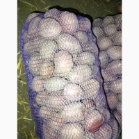 Продам картоплю