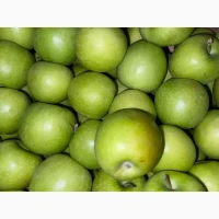 Продам Яблука Опт