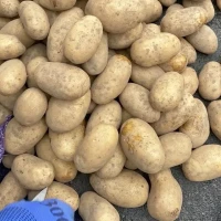 Насіннєва картопля Королева Анна 1-2 репродукція, сертифікована, опт від 5 тонн