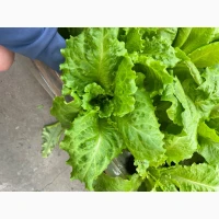 Продам салат