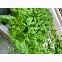 Продам салат