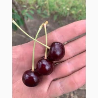 Продам вишню садову