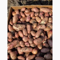 Продам розовый картофель