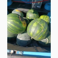 Продам кавун топган, талісман, арашан, фарао, нун, баронеса, Покемон, фієста, і тд