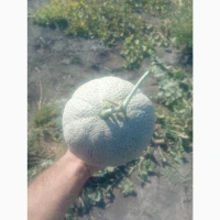 Продам свіжу соковиту диню