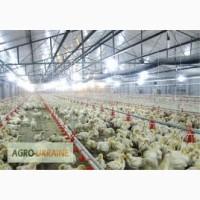 Курчата-табака