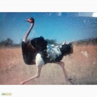 Кожа и когти страуса африканского