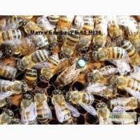 Пчеломатки Бакфаст Ф1 от B-65