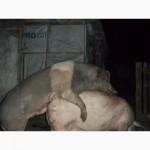 Продам молодого кнура породи червоно біло поясий