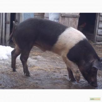 Продам молодого кнура породи червоно біло поясий