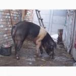 Продам молодого кнура породи червоно біло поясий