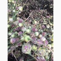 Продам чеснок, семена