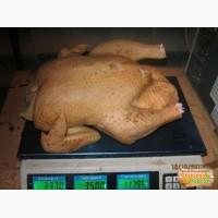 Продаю масо Домашніх курей