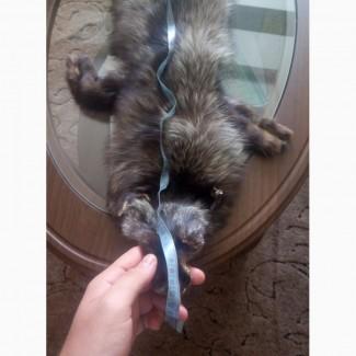 Шкура чернобурки