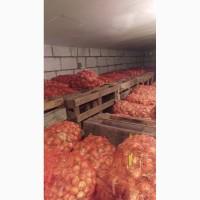 Продам штудгарт лук на перо
