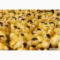 Утка (качка) МУЛАРД, циплята (курчата) бройлер, испанка, редбро, мастер грей