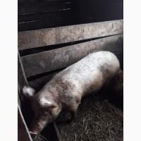 Продам 2-і свиноматки (велика біла)