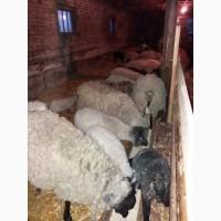 Продам вівці