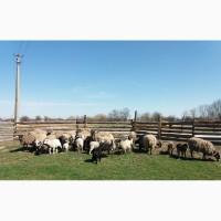 Продам вівці