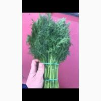 Продажа укропа крупный опт