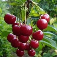 Закупаем ВИШНЮ без хвостиков, свежую