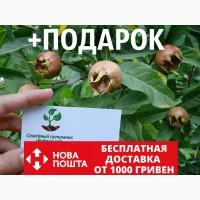 Мушмула германская семена (10 шт) для саженцев, насіння на саджанці + инструкция + подарок