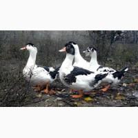 КАЧКА Мулард з Франції. Вихід від 78% ціна 30 грн