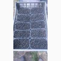 Продам смородину чистую свежую