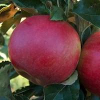 Яблоня Граф Эззо